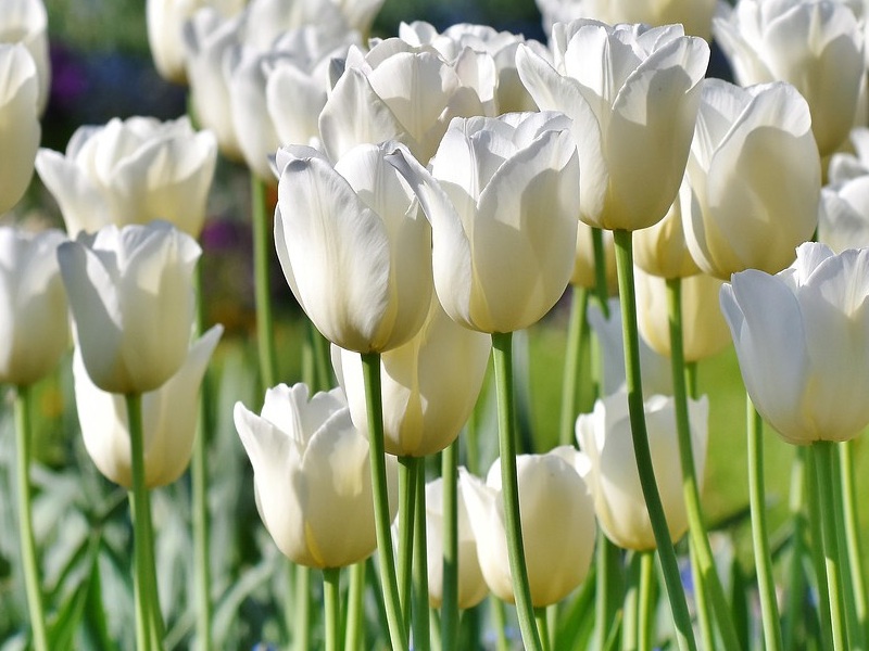 BUNDESGARTENSCHAU HEILBRONN 2019￼